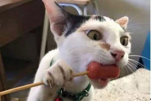 娱乐圈吃瓜猫是谁啊图片,揭秘网络红人的真实身份 第2张 娱乐圈吃瓜猫是谁啊图片,揭秘网络红人的真实身份 第2张
